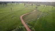 Aerial view of lush green paddy fields and farmland across the Kerala countryside