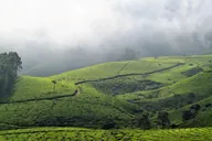 Misty green hills rolling through morning fog in the Kerala highlands, God's Own Country