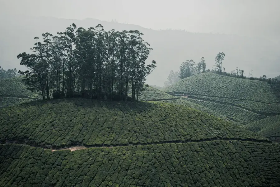 Tea gardens with a grove of trees on a hilltop in Munnar, Kerala