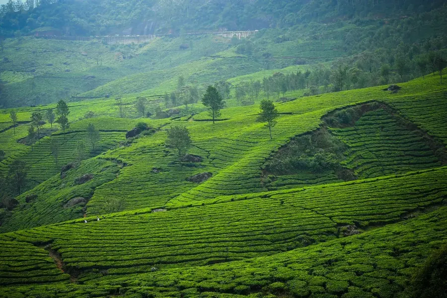 Rolling green tea terraces on the misty hills of Munnar, Kerala