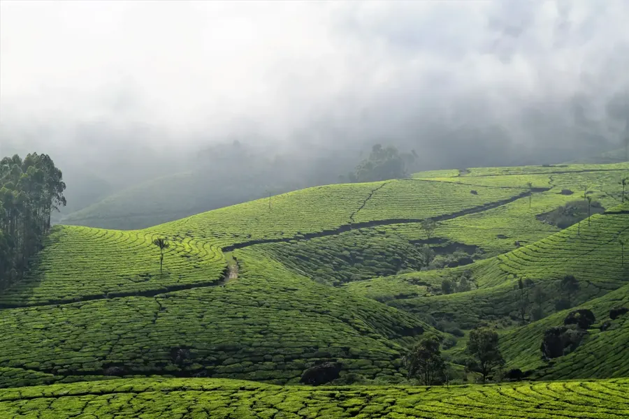 Munnar tea estate rolling green hills, misty morning fog, tea plantation rows, Kerala hill station