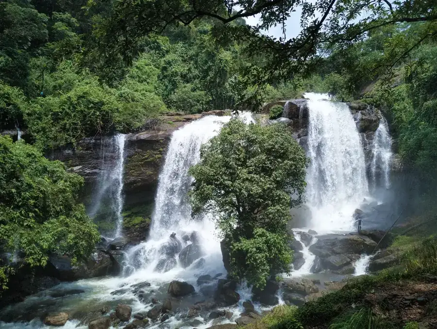 Wayanad jungle waterfall, lush tropical forest, Kerala wildlife sanctuary, misty green